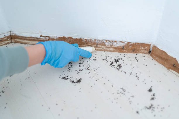 Best Termite Control Services  in Moscow, ID